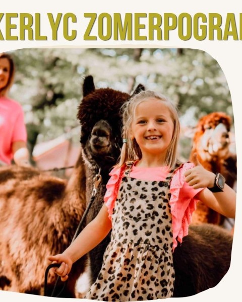 Alpaca's op bezoek in Elckerlyc